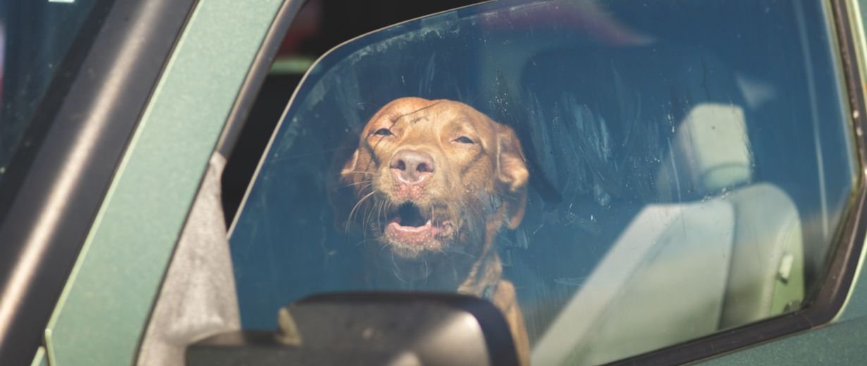 Celle Frau rettet Hund vor Hitzetod Besitzer beleidigt sie RPR1.